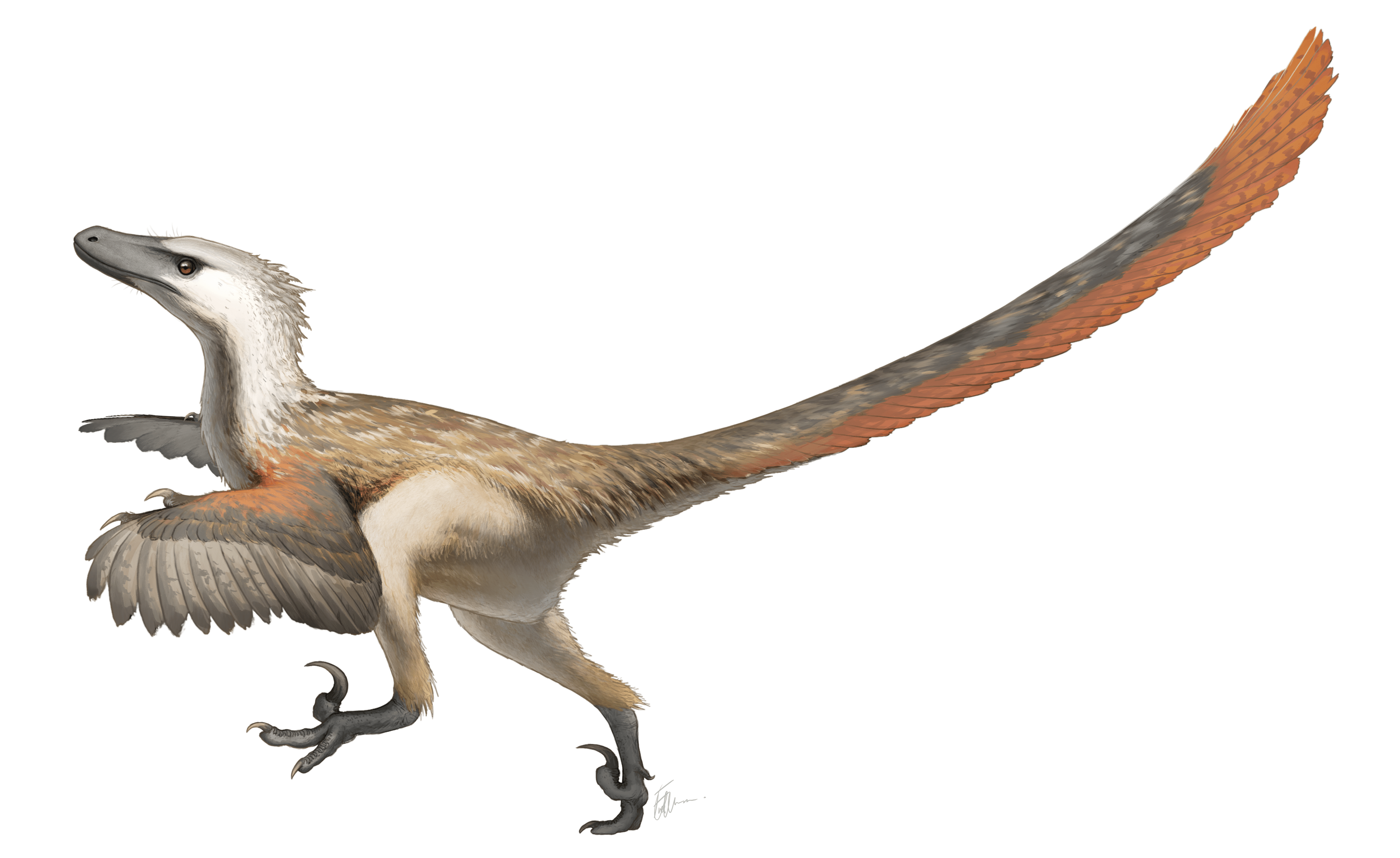 Artist's interpretation of Velociraptor mongoliensis. (Illustration: Fred Wierum, Fair Use)