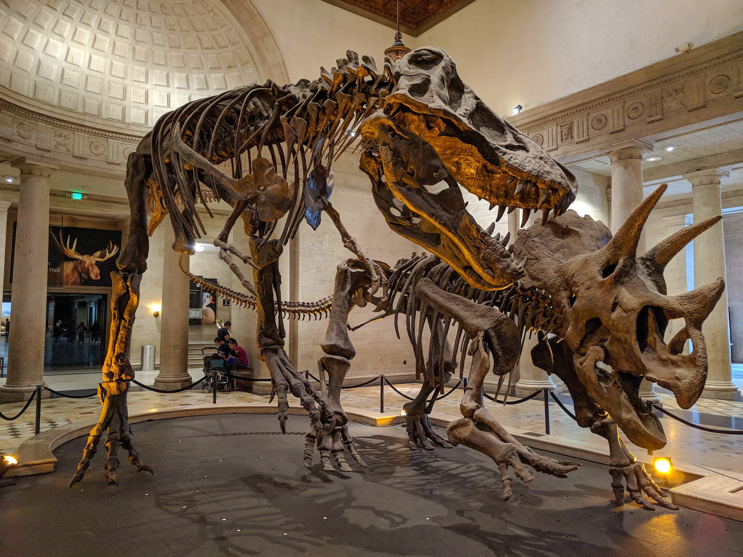 All birds are dinosaurs, but not all dinosaurs are birds. Here, a Tyrannosaurus skeleton is mounted next to a Triceratops skeleton at the Los Angeles Natural History Museum. (Image: Matthew Dillon, Fair Use)