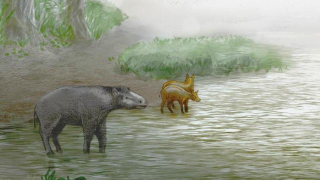 Fossil ‘Pseudo-Horses’ Found in Spain Had Short Legs and Weird Teeth