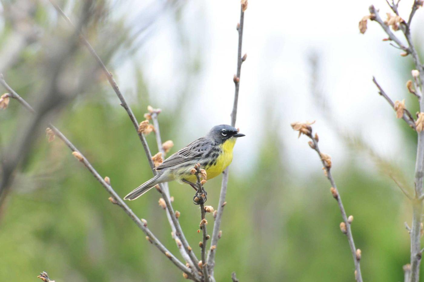 This warbler doesn't mind being referred to as a dinosaur.  (Image: U.S. Fish and Wildlife Service)