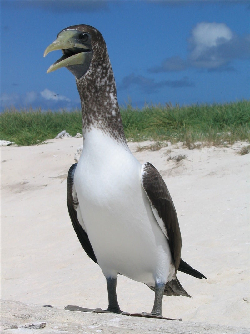 Look at this dinosaur. Specifically, a brown booby.  (Image: NOAA/NMFS/OPR)
