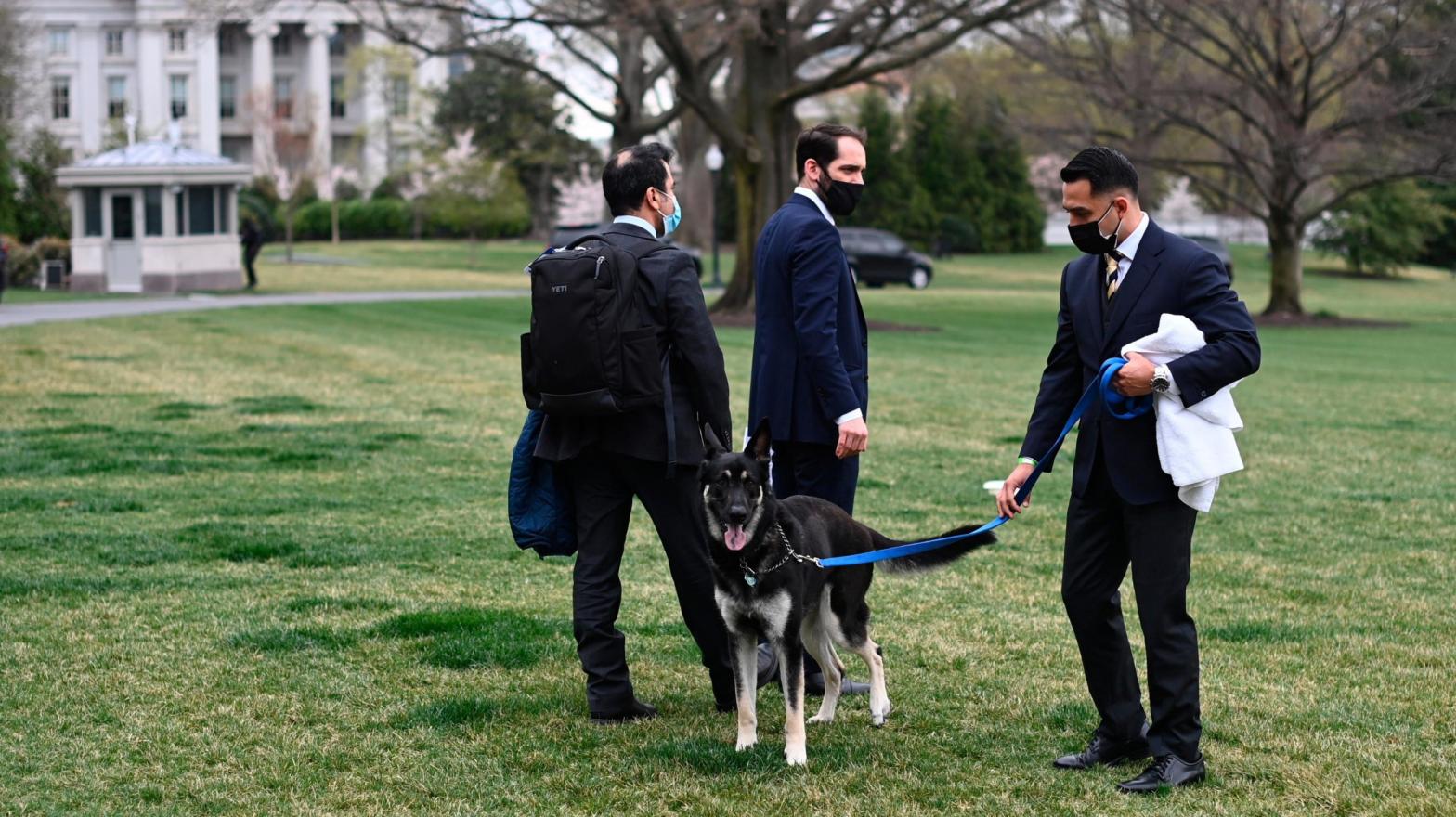 A handler walks Major, one of President Joe Biden and first lady Jill Biden's dogs, on the South Lawn of the White House in Washington, Wednesday, March 31, 2021.  (Photo: Mandel Ngan/Pool, AP)