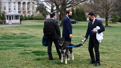 U.S. Secret Service Says It Has No Plan for Protecting White House Pets During an Attack