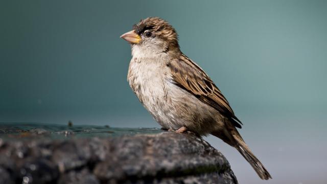 No One Knows What’s Killing These Wild Songbirds