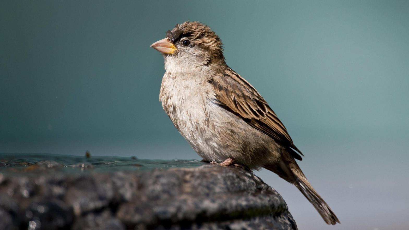 A house sparrow (Passer domesticus)  (Photo: Ronaldo Schemidt/AFP, Getty Images)