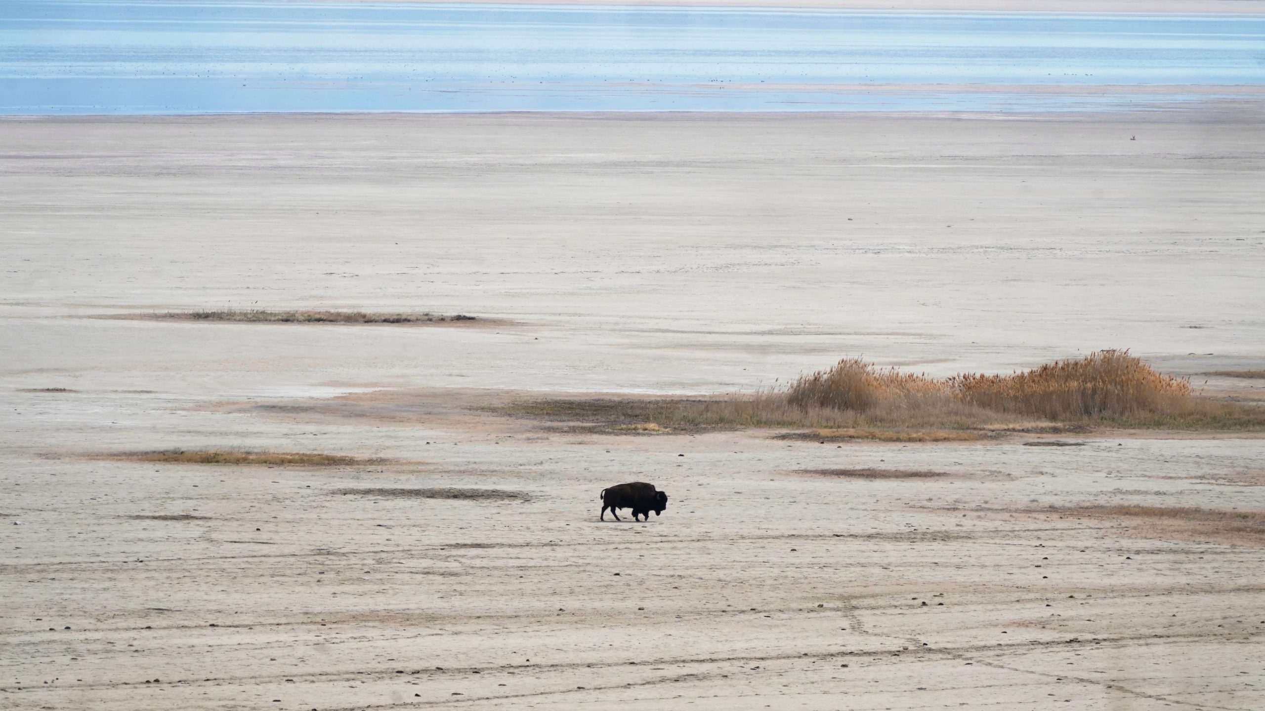 A lone bison walks along the receding edge of the Great Salt Lake on their way to a watering hole on April 30, 2021, at Antelope Island, Utah. (Photo: Rick Bowmer, AP)