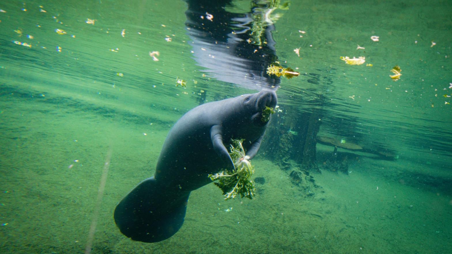 A manatee recovering at a critical care centre in ZooTampa at Lowry Park in Tampa, Florida, in January 2021. (Photo: Eva Marie Uzcategui / AFP, Getty Images)