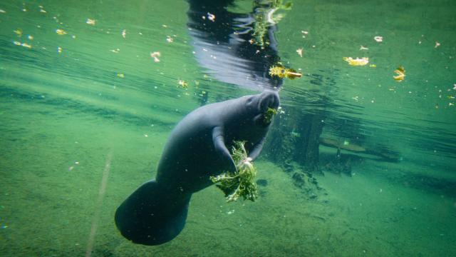 At Least 841 Manatees Have Died in Florida in Just the First Six Months of 2021