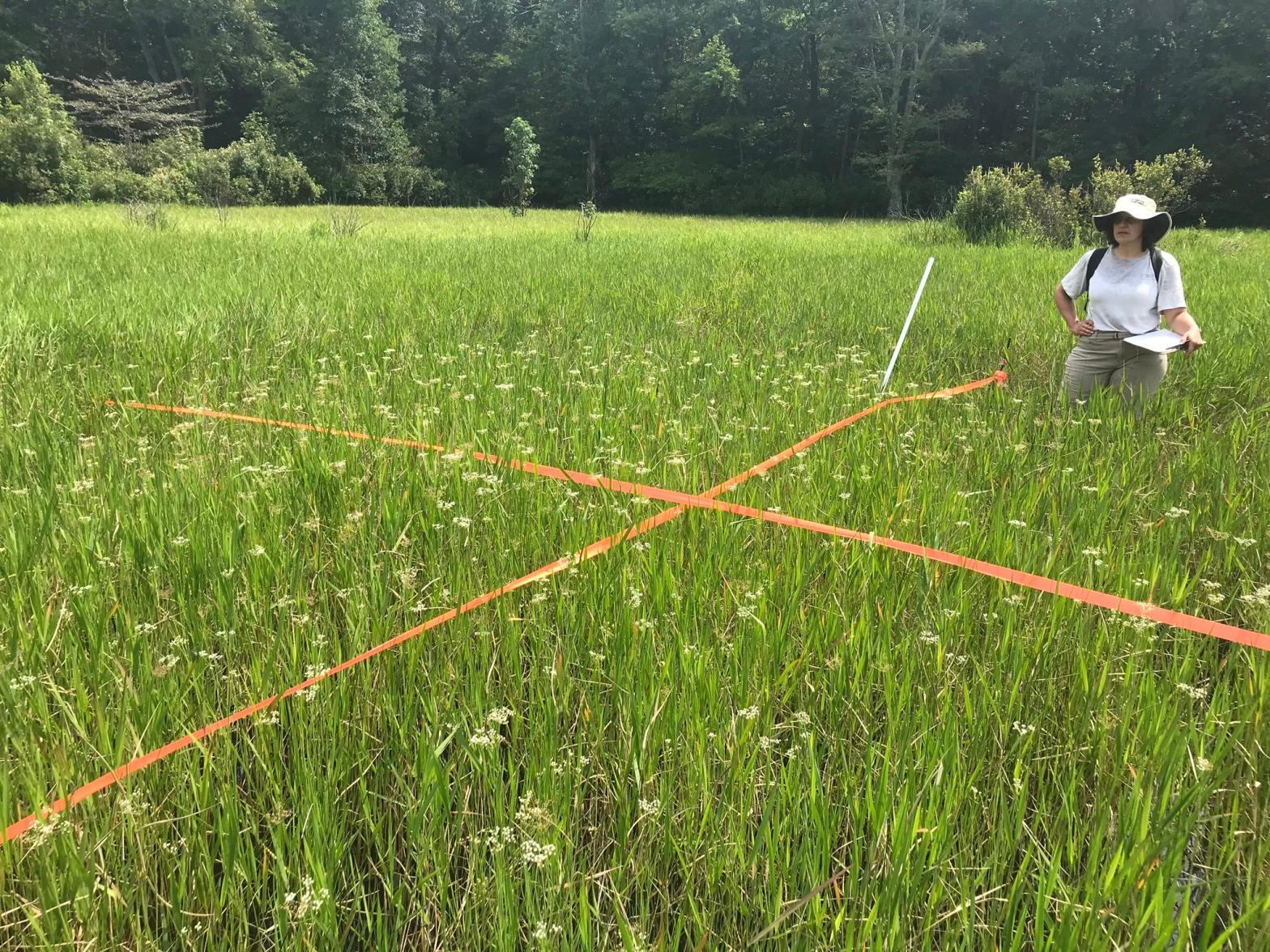 A survey in the field looking at Canby's dropwort (Oxypolis canbyi). (Photo: Chase McLean)