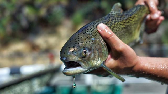Heat Isn’t the Only Thing That Could Kill ‘Nearly All’ Young Salmon in the Sacramento River