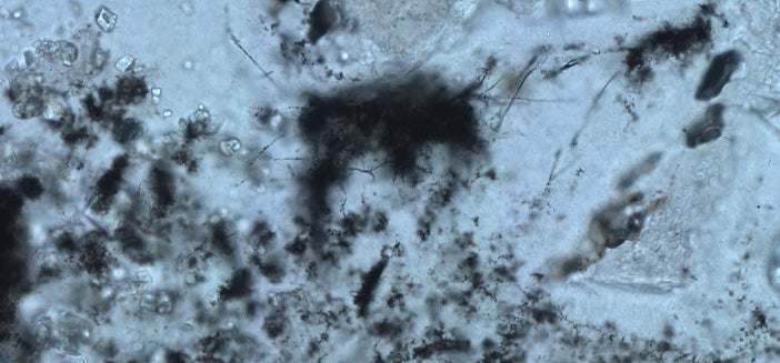 An optical microscope image of the microfossils. (Image: B. Cavalazzi)