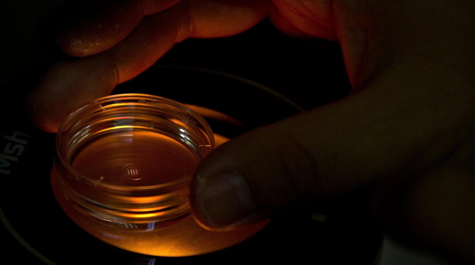 An embryologist adjusting a microplate containing embryos. (Image: Mark Schiefelbein, AP)