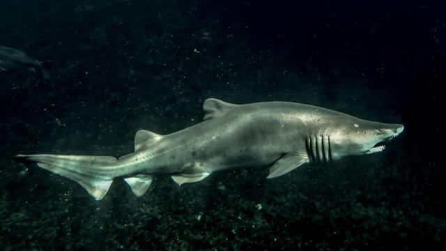 Two Bull Sharks Swam Up the Mississippi River All the Way to St. Louis
