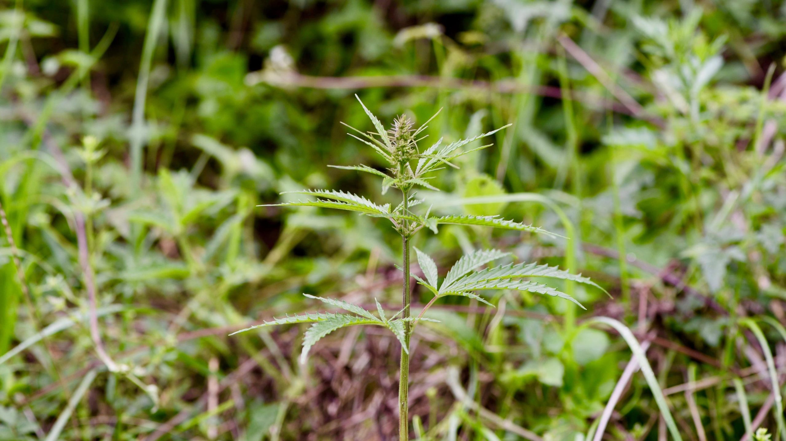 A feral cannabis plant in a central Chinese grassland. (Image: Guangpeng Ren)