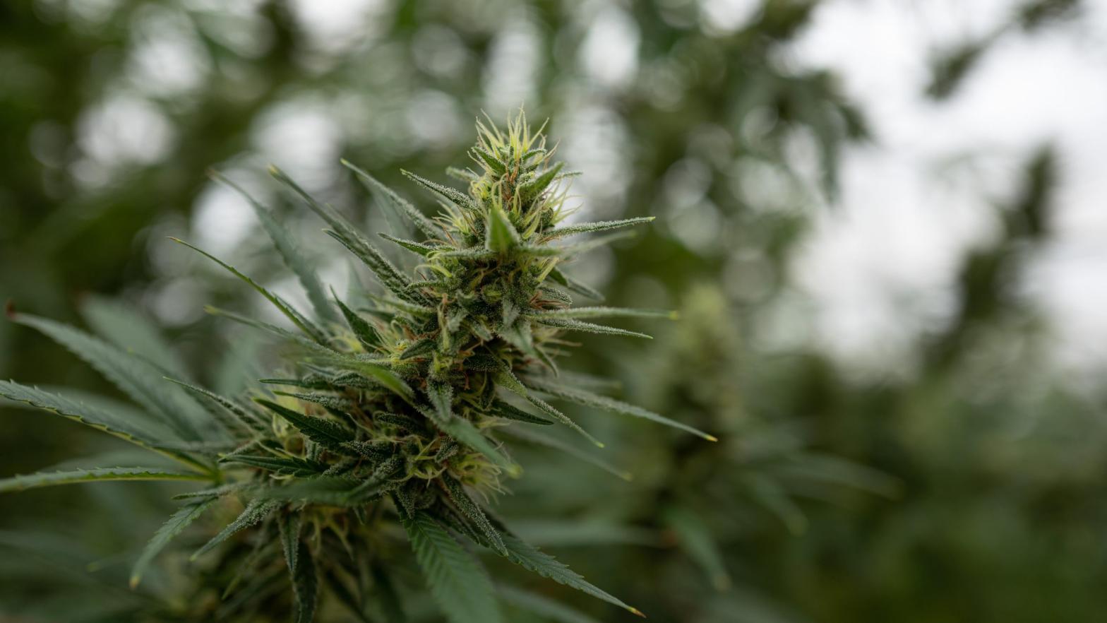 A cannabis flower in Uganda in 2020. (Image: Luke Dray/Getty Images, Getty Images)
