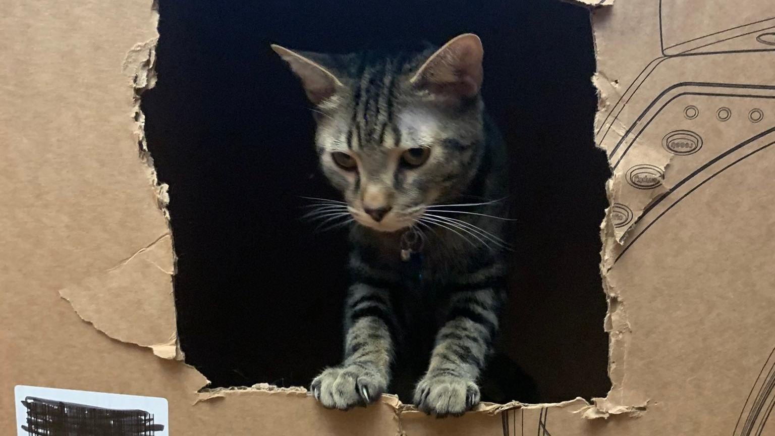 Larry eventually got in the box but refused to enter the inner chamber itself. (Photo: Tom McKay / Gizmodo)