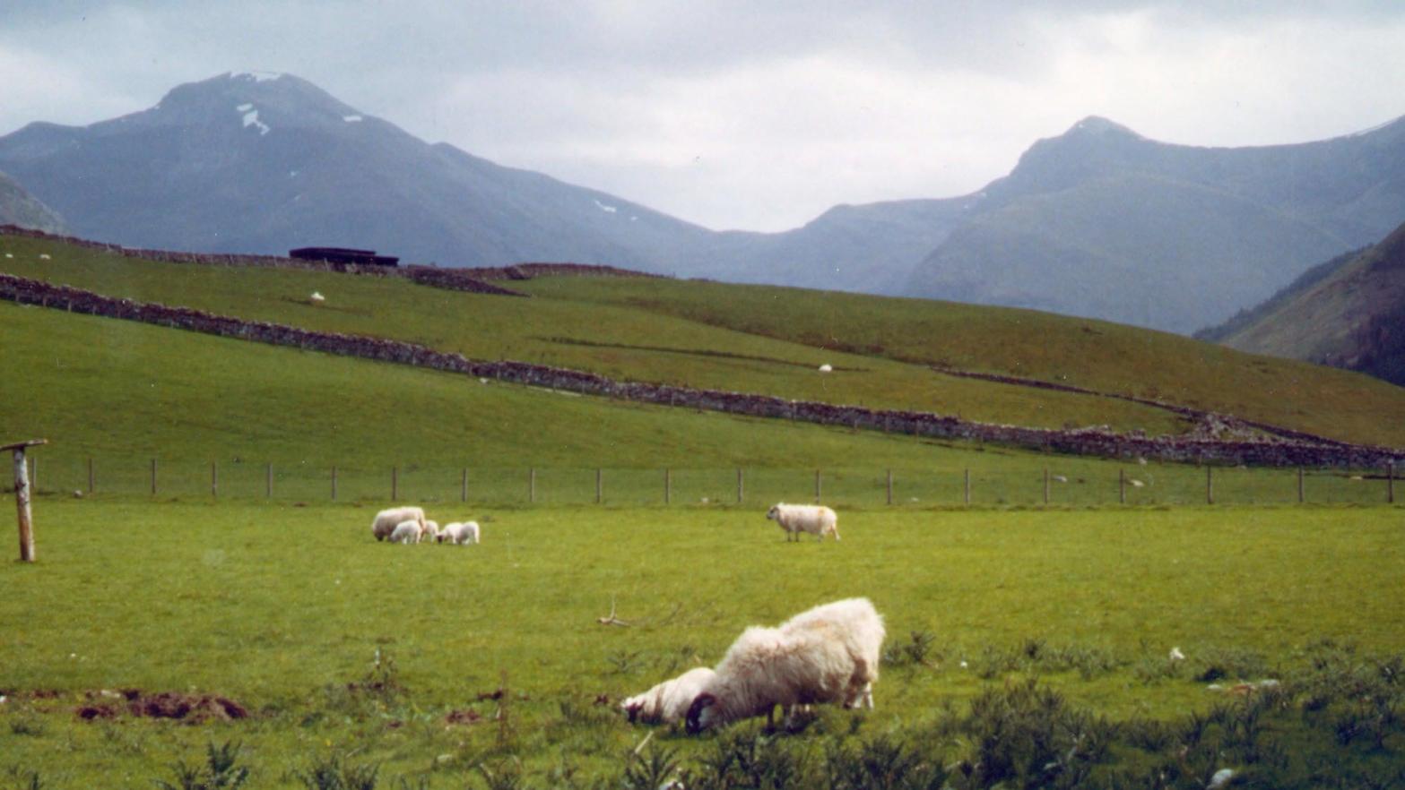 In this May 2000 file photograph, sheep graze at the base of Ben Nevis in Scotland.  (Photo: Lisa Marie Pane, AP)