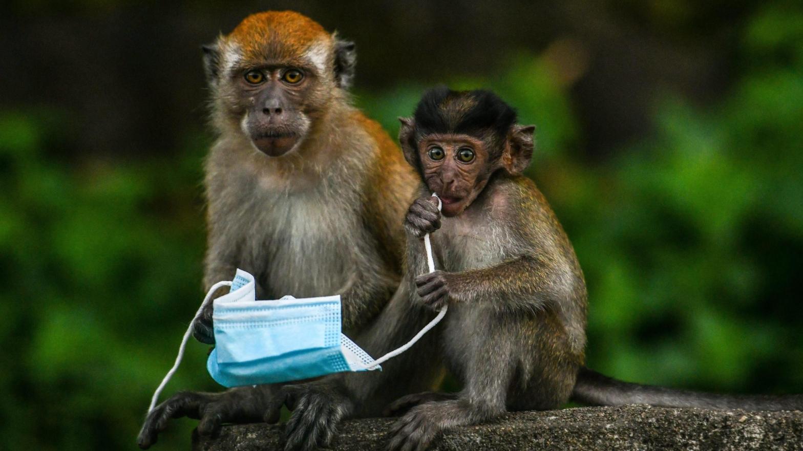 Macaque monkeys in Malaysia play with a face mask on October 30, 2020. (Photo: Mohd Rasfan/AFP, Getty Images)