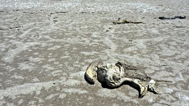 Thousands of Flamingos in Turkey Killed in Devastating Drought