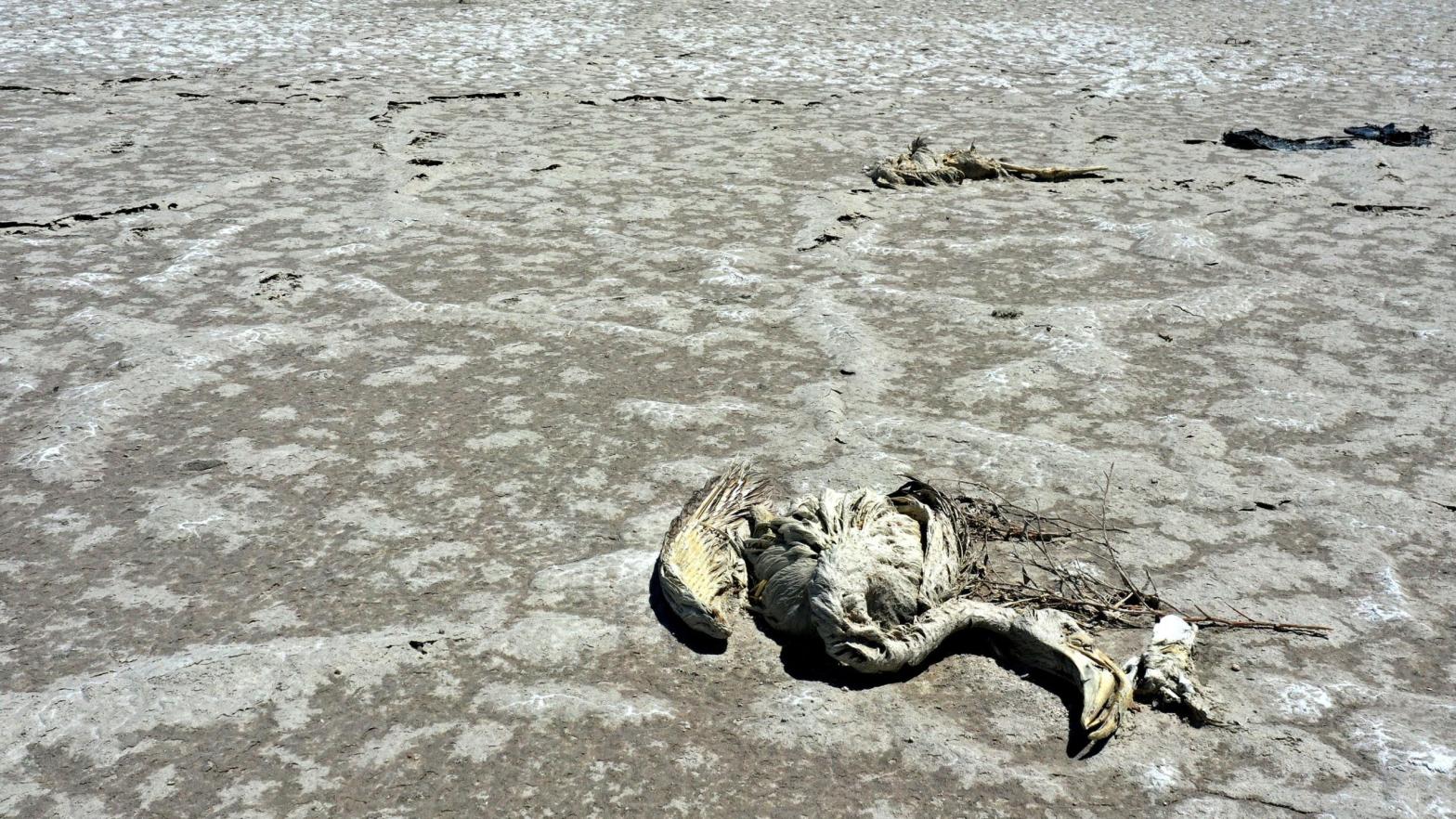 Flamingo remains lie in the dried-up remains of Lake Tuz. (Photo: Mehmet Kaman/Anadolu Agency, Getty Images)