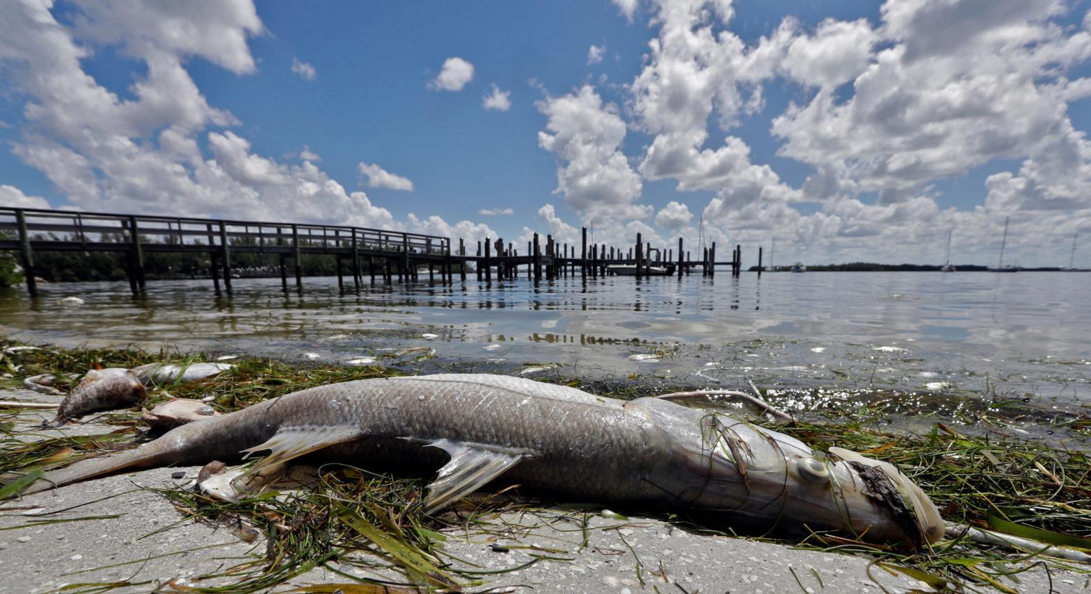 In this Aug. 6, 2018, file photo, a dead Snook lies dead due to red tide in Bradenton Beach, Fla. (Photo: Chris O’Meara, AP)