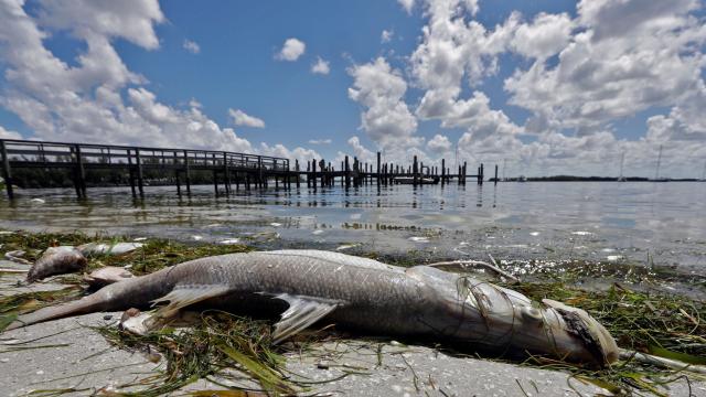 Red Tide Has Killed at Least 791 Tons of Fish in Florida