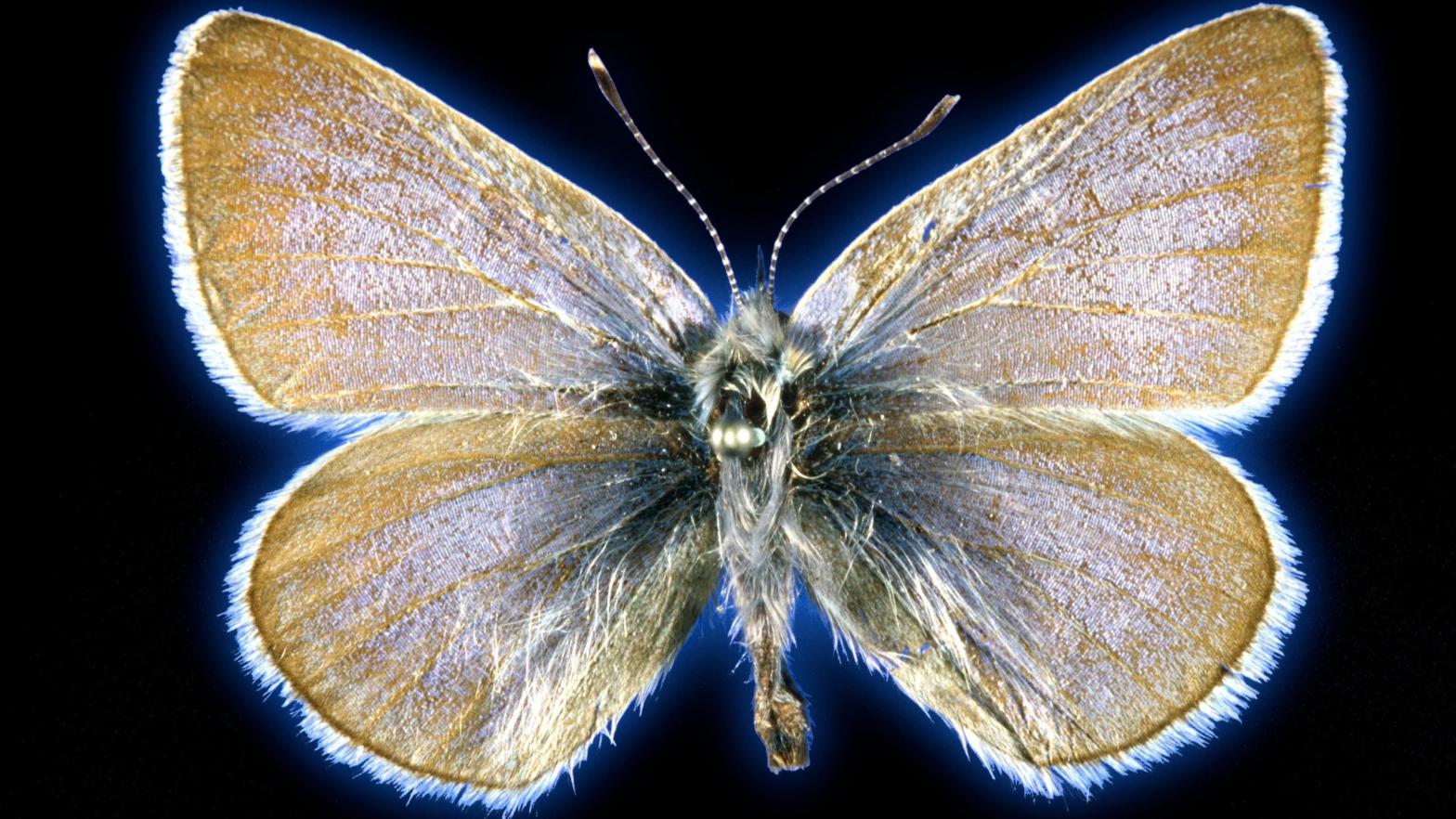 The 93-year-old Xerces blue butterfly specimen used in the study. (Photo: Field Museum)