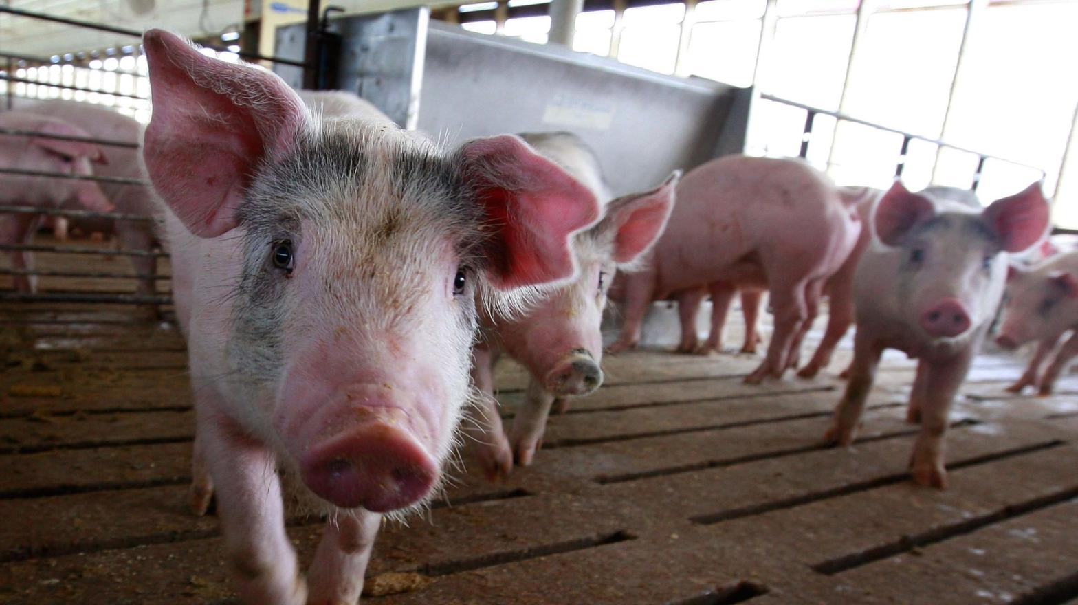 Hogs being raised on a farm in Elma, Iowa.  (Photo: Scott Olson, Getty Images)