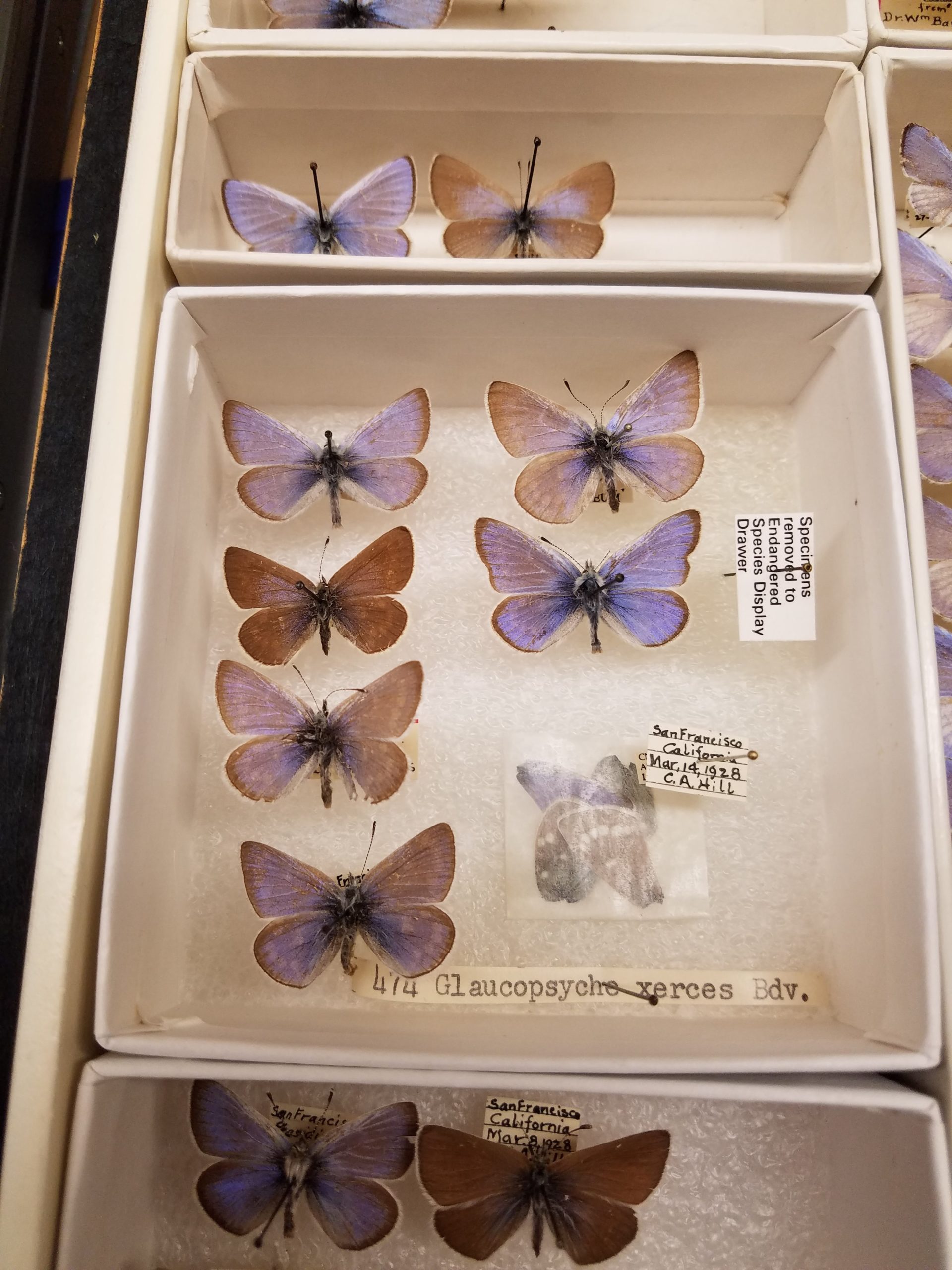 A collection of the extinct Xerces blue butterfly kept preserved at the Field Museum in Chicago. (Photo: Field Museum)