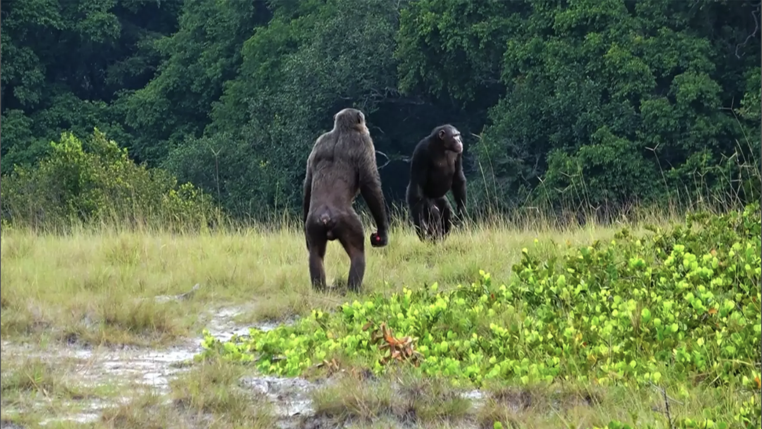 Two adult male chimps on patrol at Loango National Park in Gabon.  (Image: LCP, Lara M. Southern)