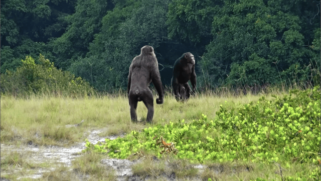 For the First Time Ever, Scientists Witness Chimps Killing Gorillas