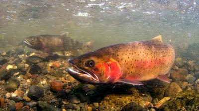 The West’s Megadrought Has Ruined Some of the Most Iconic Trout Fishing in the U.S.