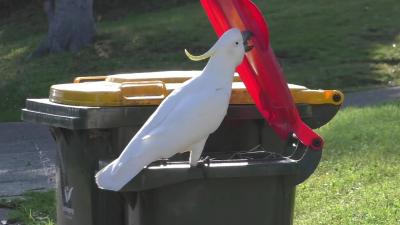 Wild Parrots in Australia Are Teaching Each Other How to Break Into Trash Bins