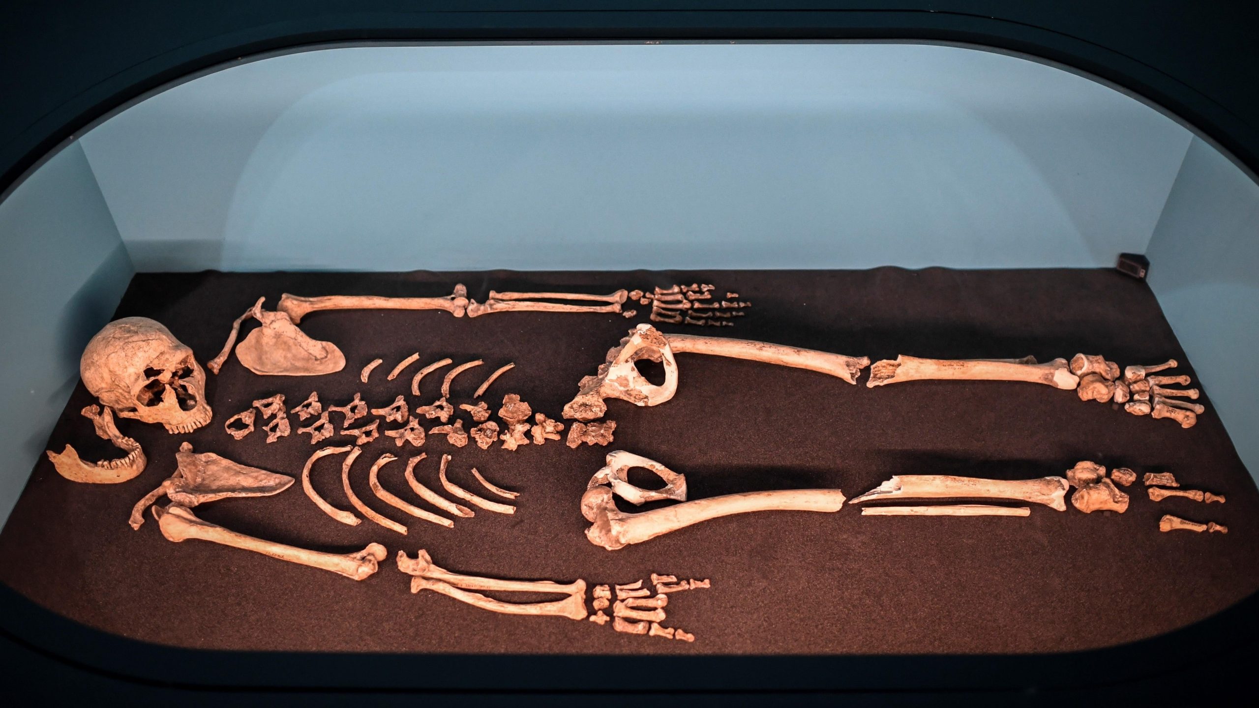 The male Neanderthal skeleton La Ferrassie 1 at Paris' Musee de l'Homme in 2018. (Photo: STEPHANE DE SAKUTIN/AFP, Getty Images)