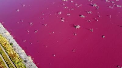 Pollution Turns an Argentinian Lake Bright Pink