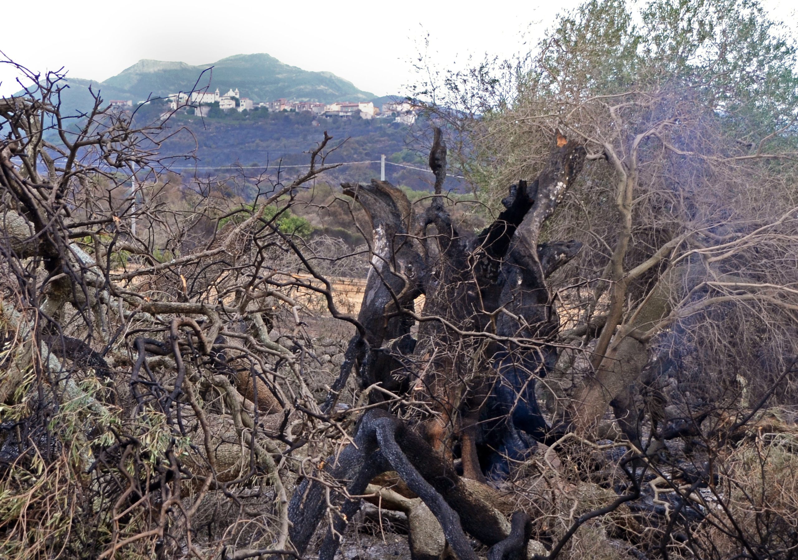 The remains of a 1,100-year-old olive tree near Cuglieri. (Photo: Valeria Murgia)
