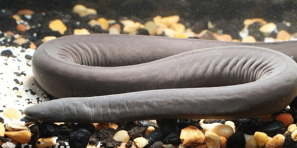 The caecilian pulled from the Miami canal.  (Image: Noah Mueller)