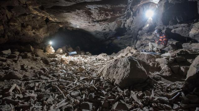 Hyenas Left a Massive Pile of Bones in a Saudi Arabian Lava Tube