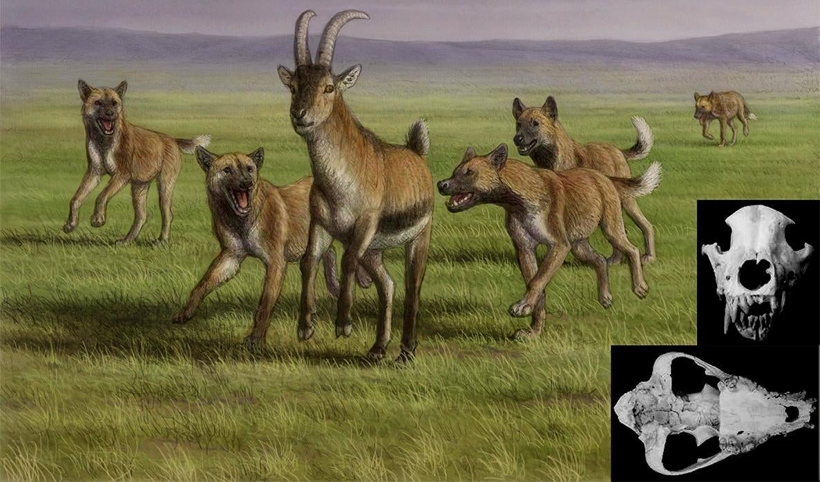 Artist's depiction of Eurasian hunting dogs attacking prey.  (Illustration: Artwork made by Mauricio Antón with the scientiﬁc supervision by D. Lordkipanidze and B. Martínez-Navarro.)