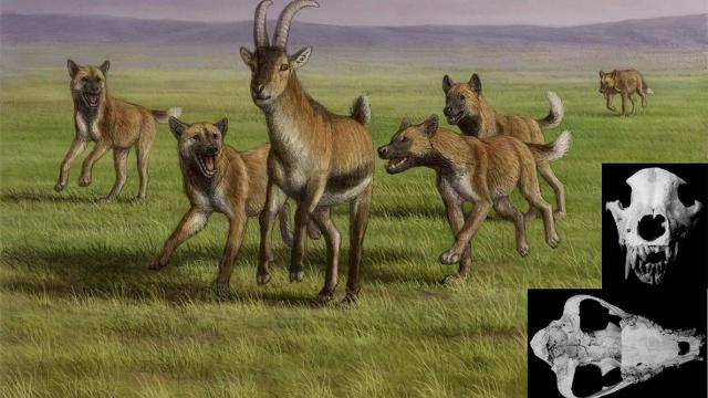 Humans Lived Alongside Fierce Dog-Like Creatures in Prehistoric Europe, Fossil Find Suggests