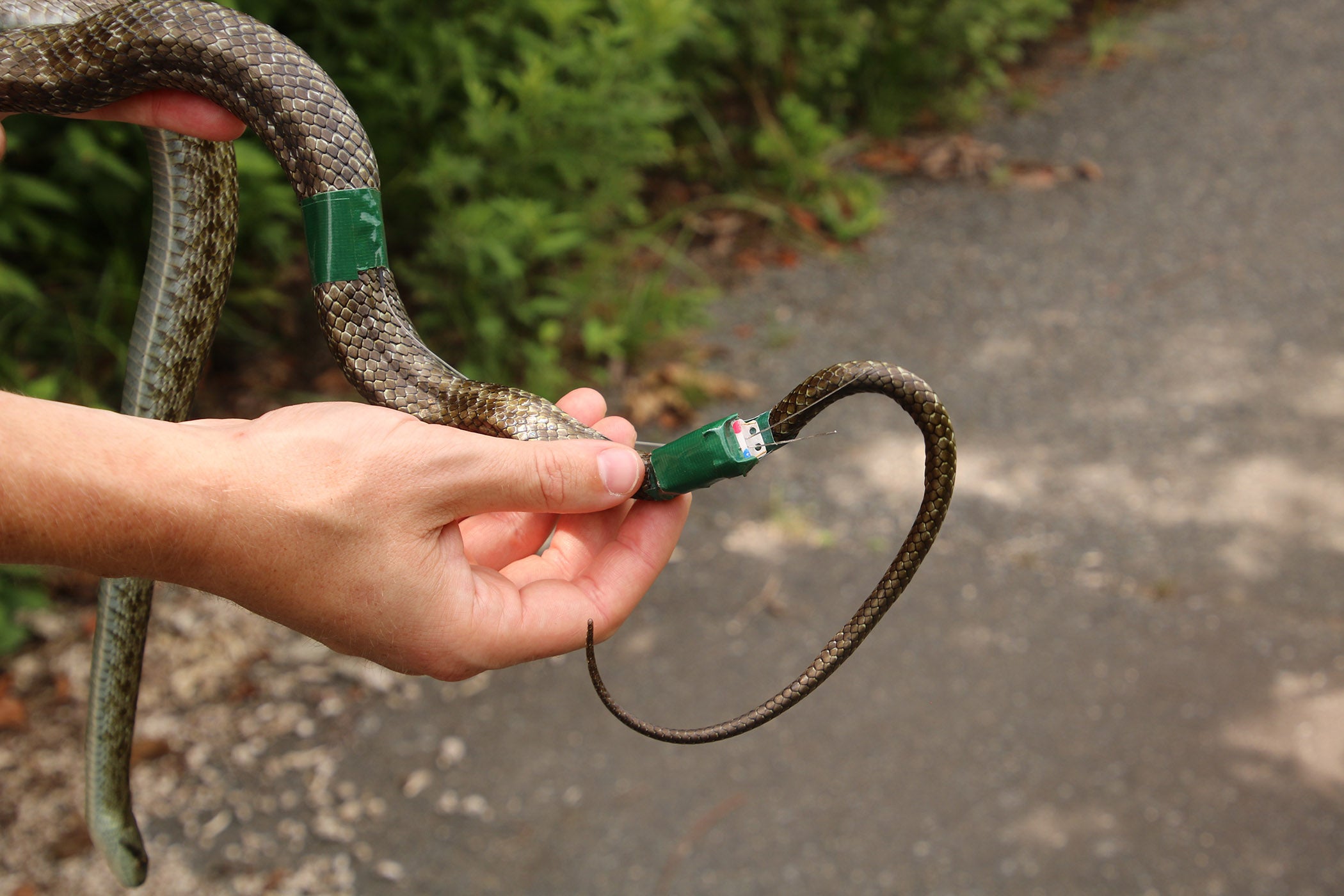 A Japanese rat snake is fit with a GPS transmitter that will allow researchers to track its movements over the next several weeks.  (Photo: Hannah Gerke)
