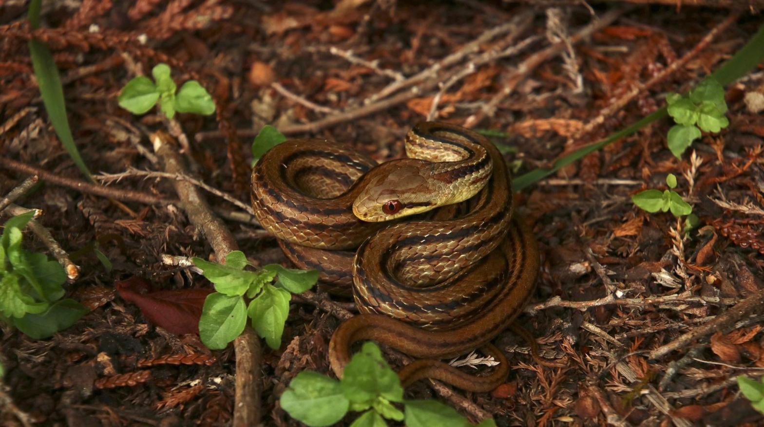 A coiled rat snake. (Photo: Hannah Gerke)