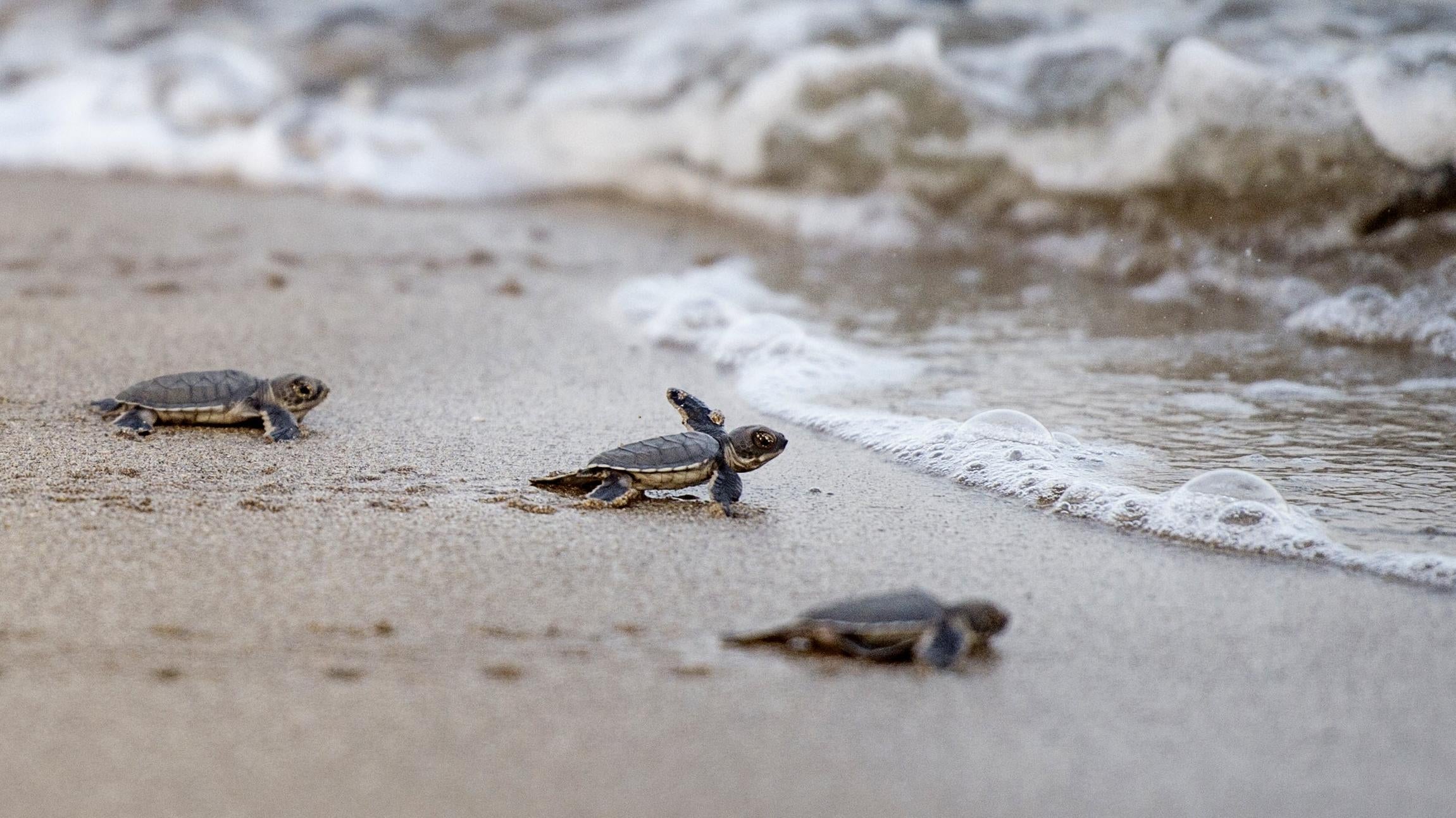 Baby green turtles heading into the ocean off Myanmar in 2018, where they are likely to eat plastic. (Photo: YE AUNG THU/AFP, Getty Images)