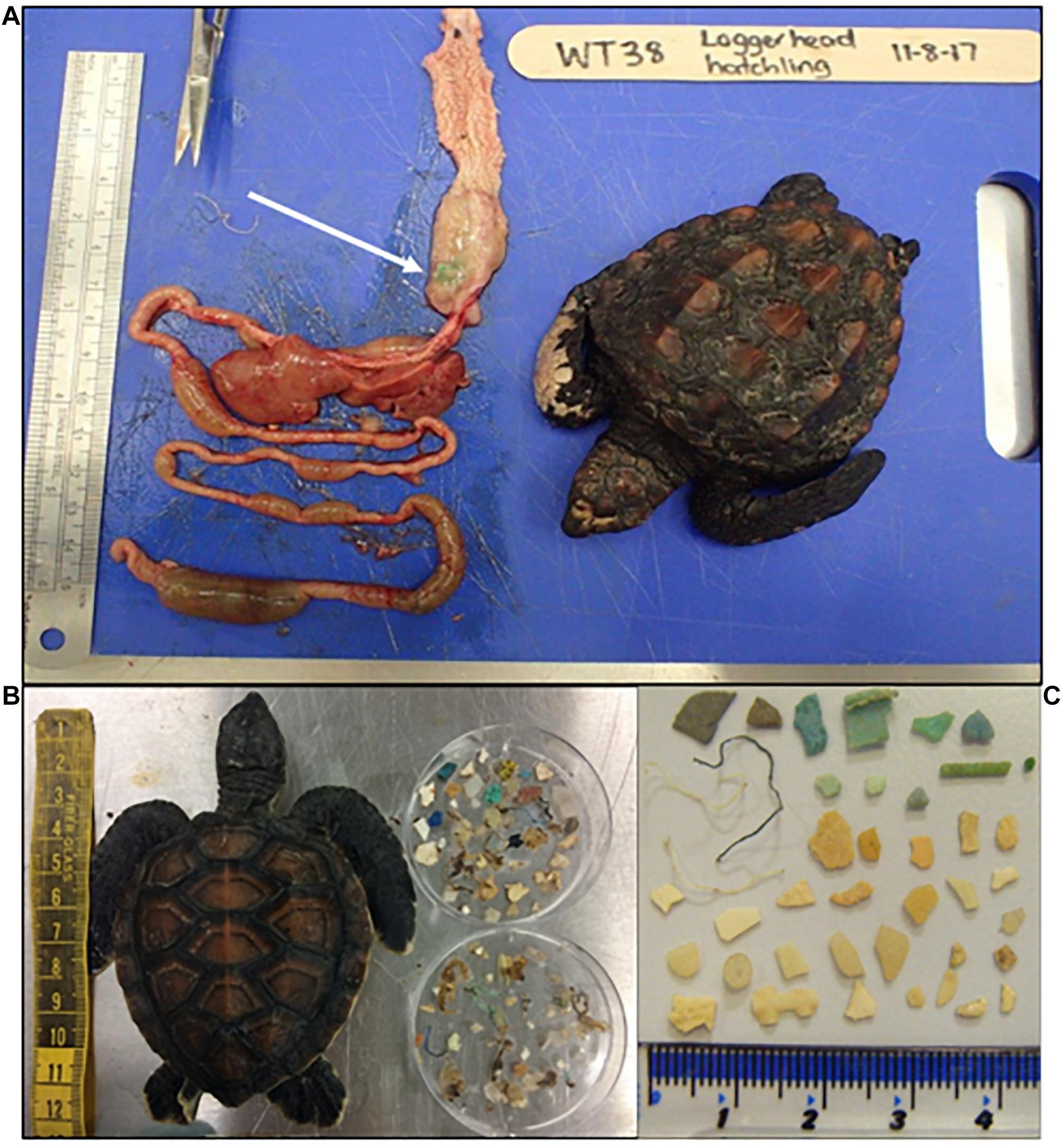 Baby Turtles Are Eating a Disturbing Amount of Plastic