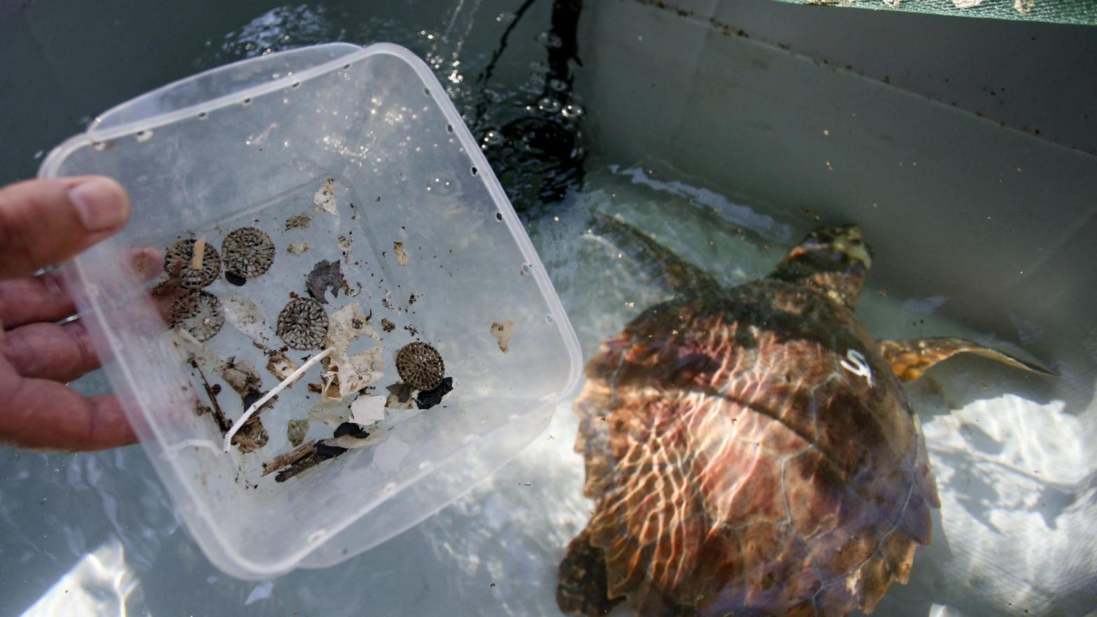 Plastic pieces ingested by a sea turtle in Corsica in July 2021. (Photo: Pascal Pochard-Casabianca/AFP, Getty Images)