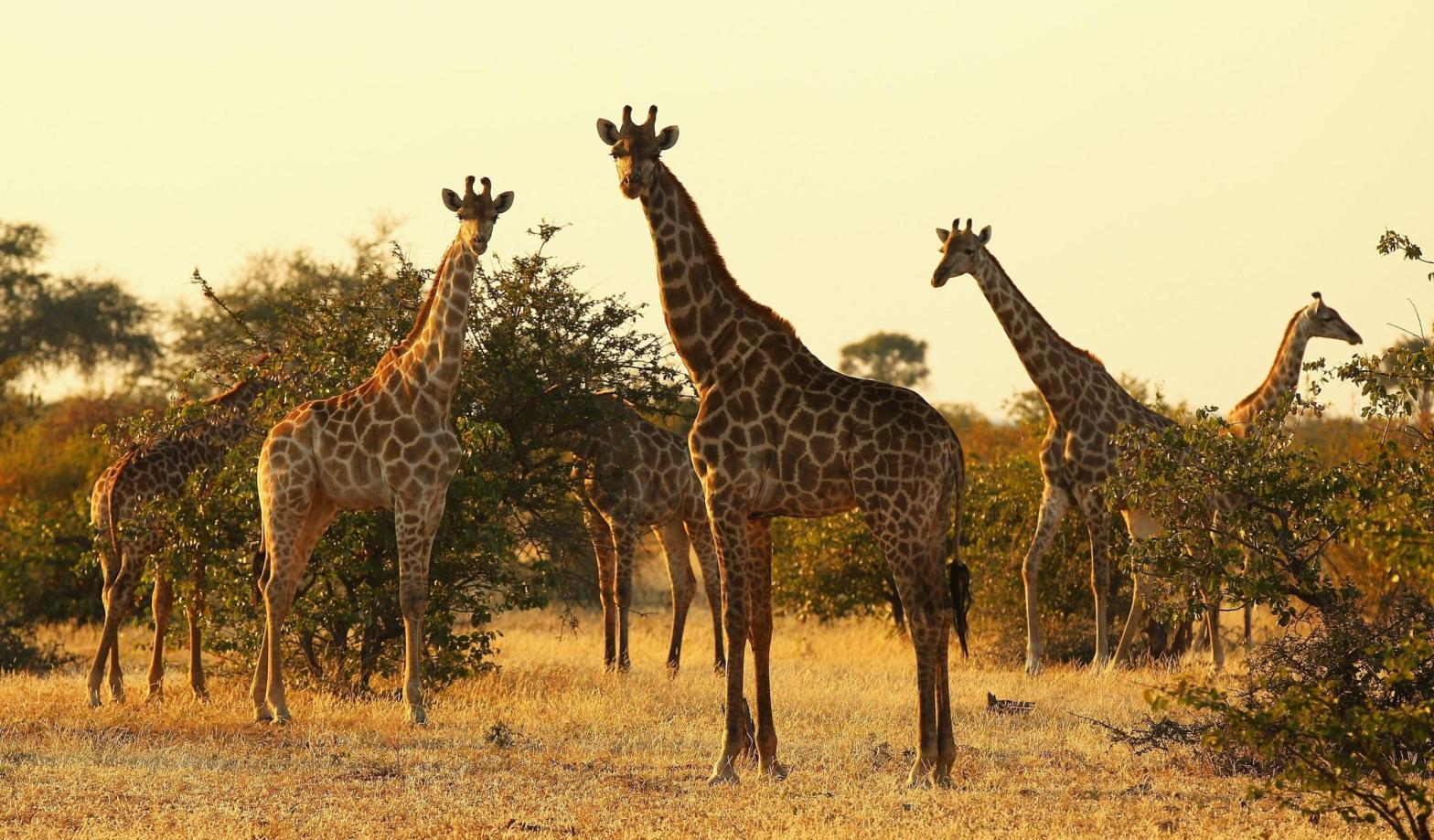 A tower of giraffes in Botswana in 2010. (Photo: Cameron Spencer, Getty Images)