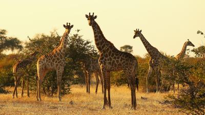 Biologists Have Been Vastly Underestimating Giraffes’ Social Skills