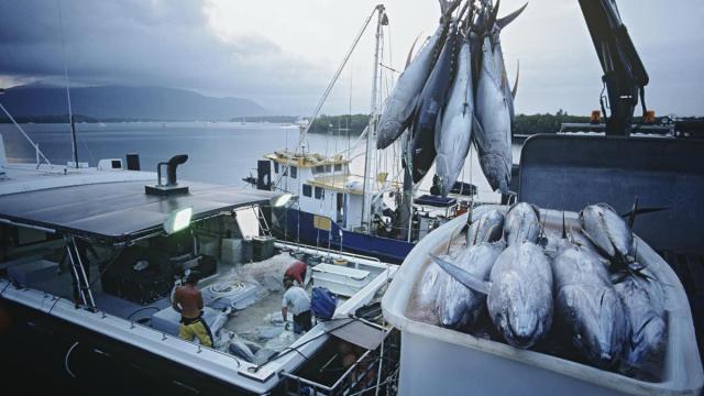 Climate Change Is Causing Tuna To Migrate, Which Could Spell Catastrophe For The Small Islands That Depend On Them