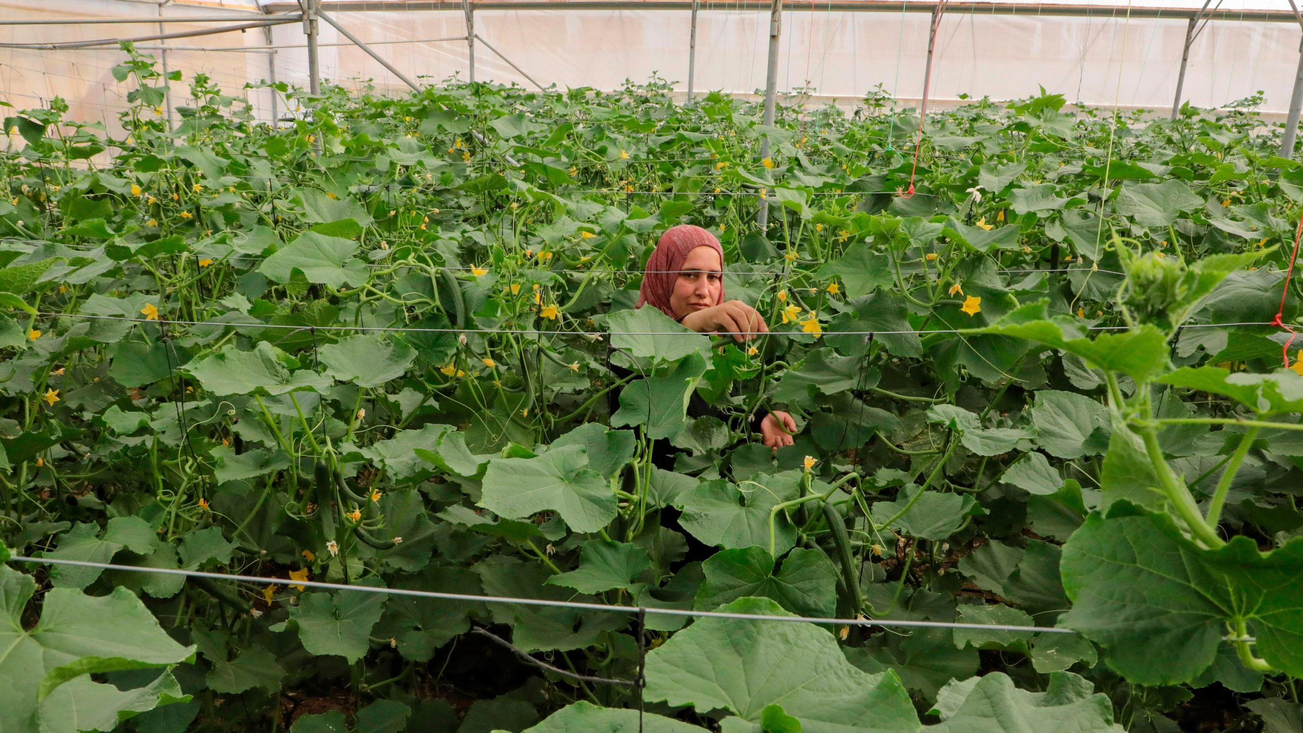 A Palestinian farmer on the West Bank in June 2020. (Photo: HAZEM BADER/AFP, Getty Images)
