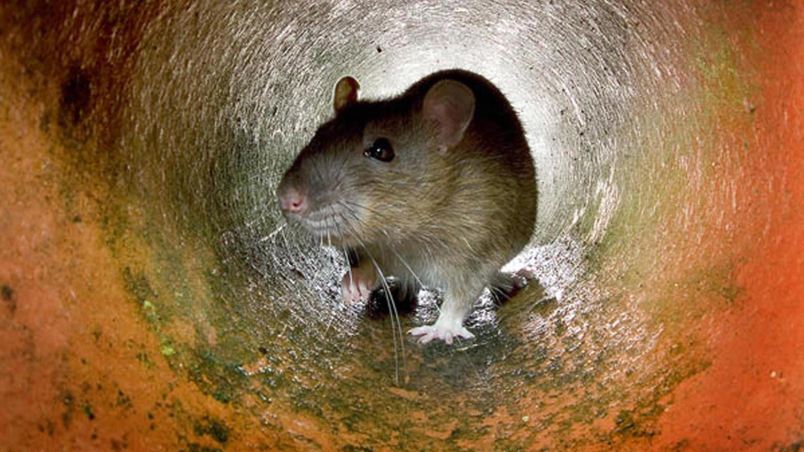 A rat in a pipe. (Photo: AFP, Getty Images)